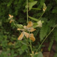 Codariocalyx motorius (Houtt.) H.Ohashi